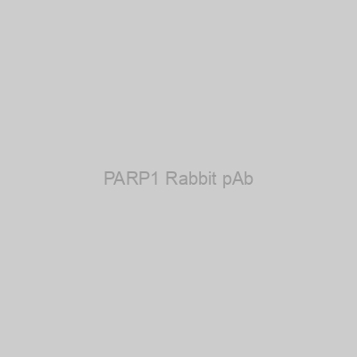 PARP1 Rabbit pAb